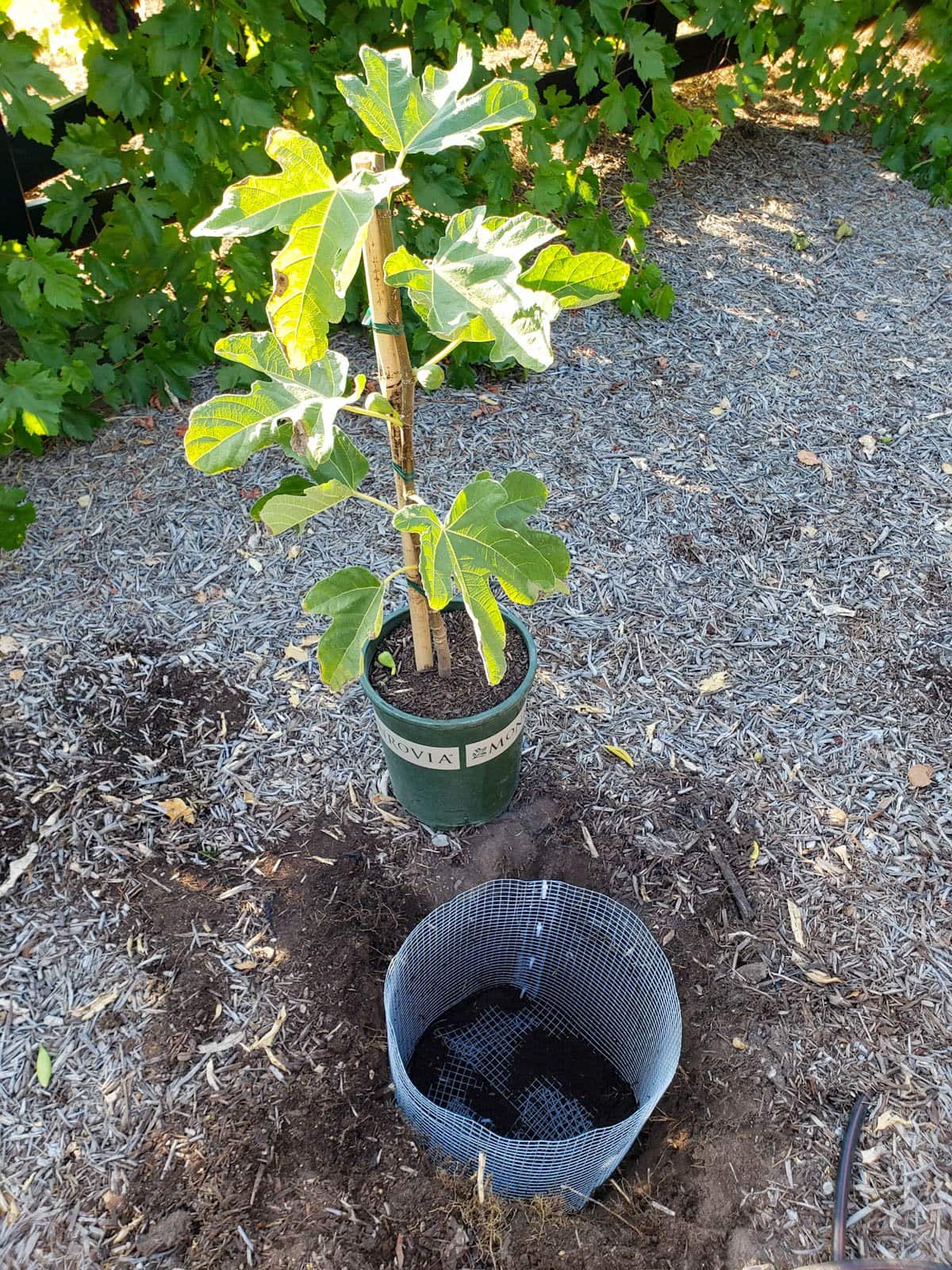 A planting hole is dug in the ground, a homemade gopher basket sits inside of the hole while a young fruit tree in a pot is nearby.