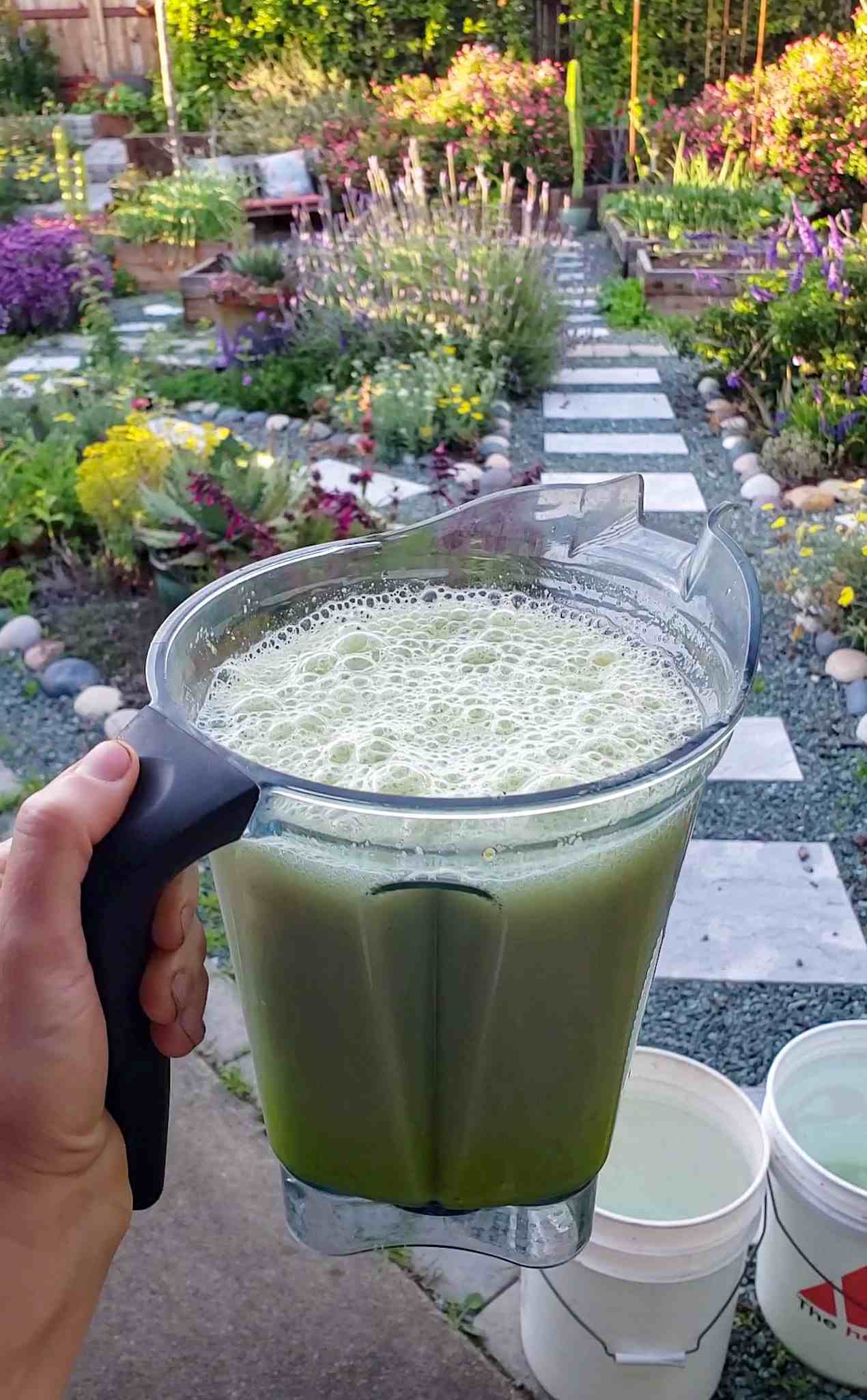 Homemade Fertilizer with Aloe Vera Soil Drench or Foliar Spray