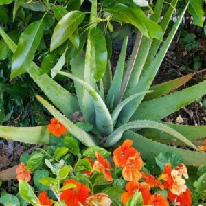 A large aloe vera plant is growing at the base of a tree, nasturtium flowers adorn one side of the aloe vera from a nearby plant.