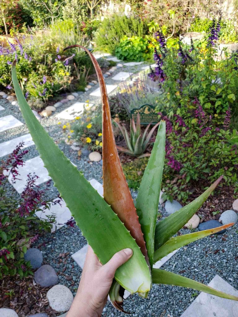 Homemade Fertilizer with Aloe Vera Soil Drench or Foliar Spray