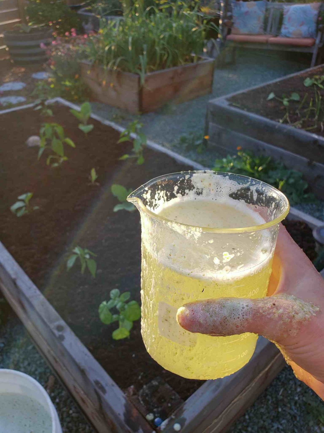 Homemade Fertilizer with Aloe Vera Soil Drench or Foliar Spray