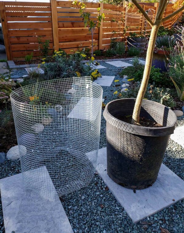 How to Make a Homemade Gopher Basket for Trees Homestead and Chill