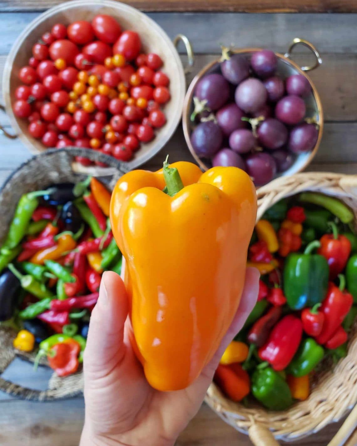 How to Grow Peppers and Chilis Seed to Harvest Homestead and Chill
