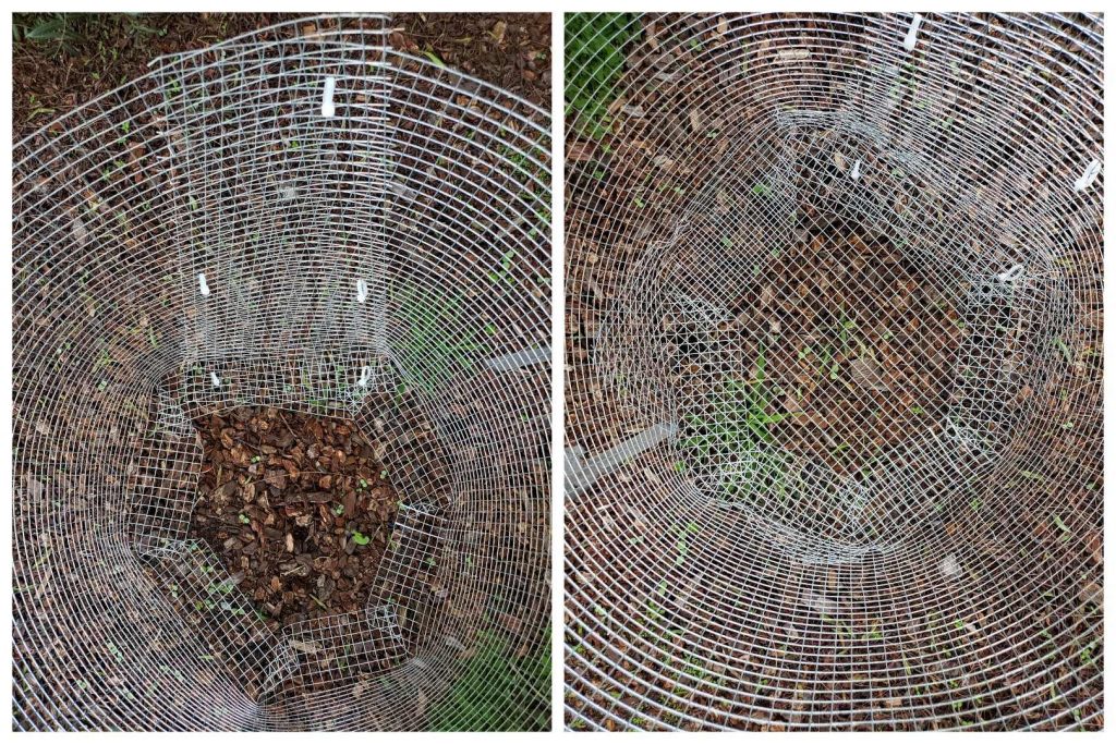 How to Make a Homemade Gopher Basket for Trees Homestead and Chill