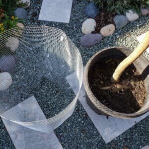 A large wire basket made out of hardware cloth is sitting next to a plastic pot that contains a small tree.