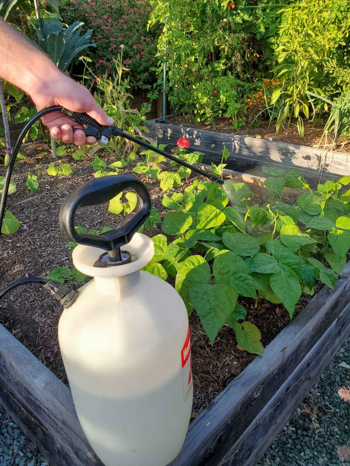 How to Get Rid of Powdery Mildew Organic Treatment and Prevention