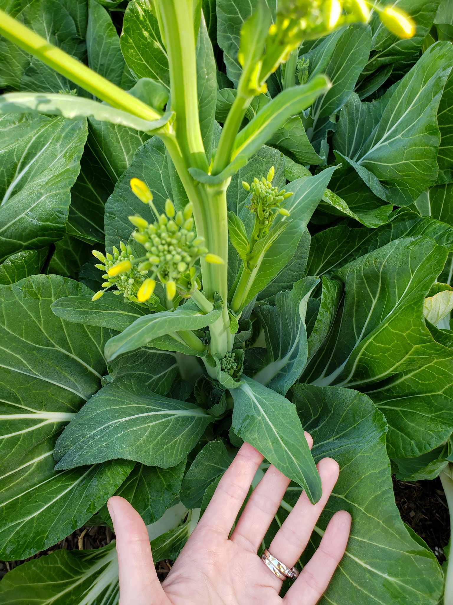 What is Bolting? How to Prevent Plants from Bolting Homestead and Chill