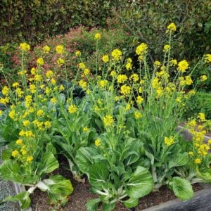 Vegetable plants are bolting in a raised garden bed, shooting up stems with yellow flowers from the middle of the plants.