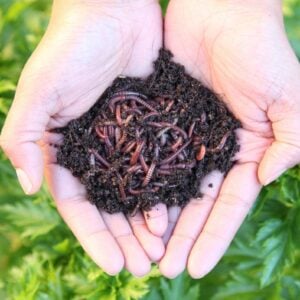 Two cupped hands are held outwards with a pile or compost worms and castings being held within.