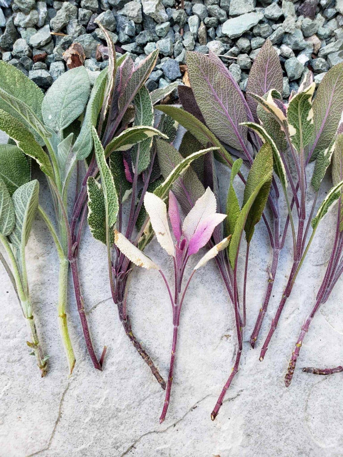 Sage Taproot How to Propagate (Grow) Sage Cuttings in Water or Soil ~ Homestead and ...