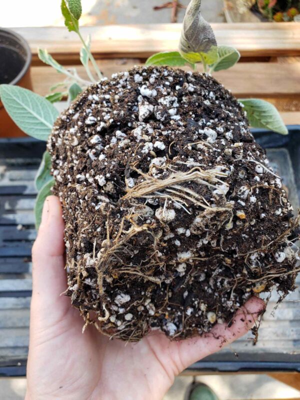 Sage Taproot How to Propagate (Grow) Sage Cuttings in Water or Soil ~ Homestead and ...
