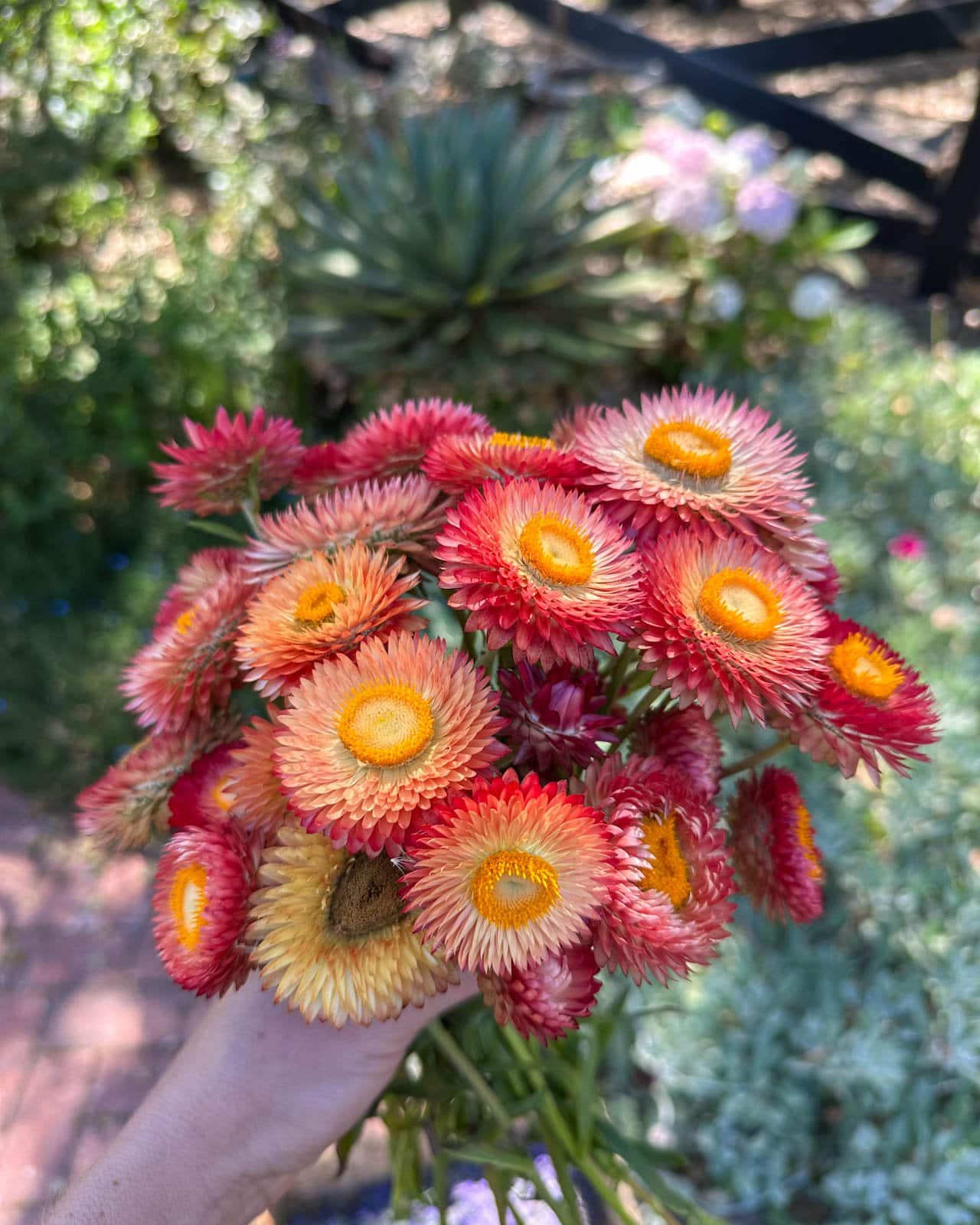 A hand holding a cut bouquet of pink and red strawflowers with their unique papery, pointed petals
