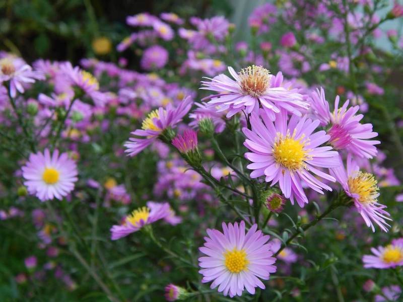 Aster flowers with purple petals and egg yolk gold centers sit atop tall green spikes of foliage. Their bloom times line up just in time for great fall flowers. 