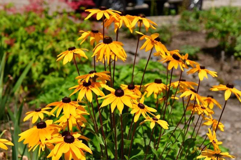 Golden yellow flowers that contain a black center sit atop tall erect stems shooting up from the clump of foliage below. The background contains different plants  of varying greens, one has red/magenta flowers amongst its foliage. 