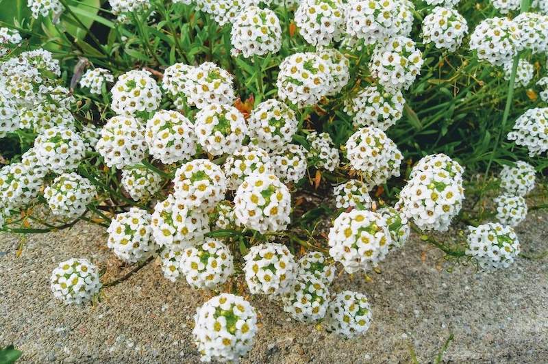 White flowers with yellow centers make up round spheres as many flowers make up each ball making them resemble the shape of a sphere. Sweet Alyssum prefer cooler weather which makes them great for fall flowers. 