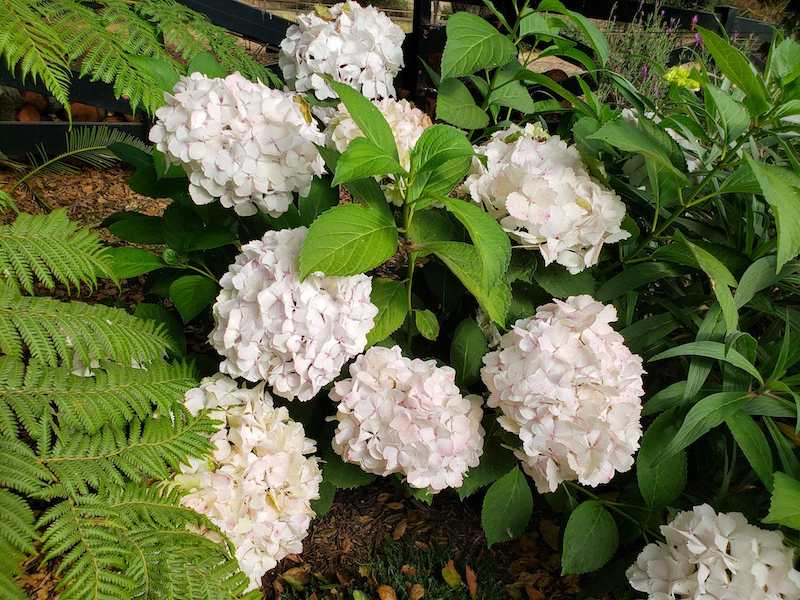 Large white hydrangea blooms sit amongst a green jungle of hydrangea foliage and large dark green ferns. Hydrangeas will bloom until it freezes which makes them great for fall flowers. 