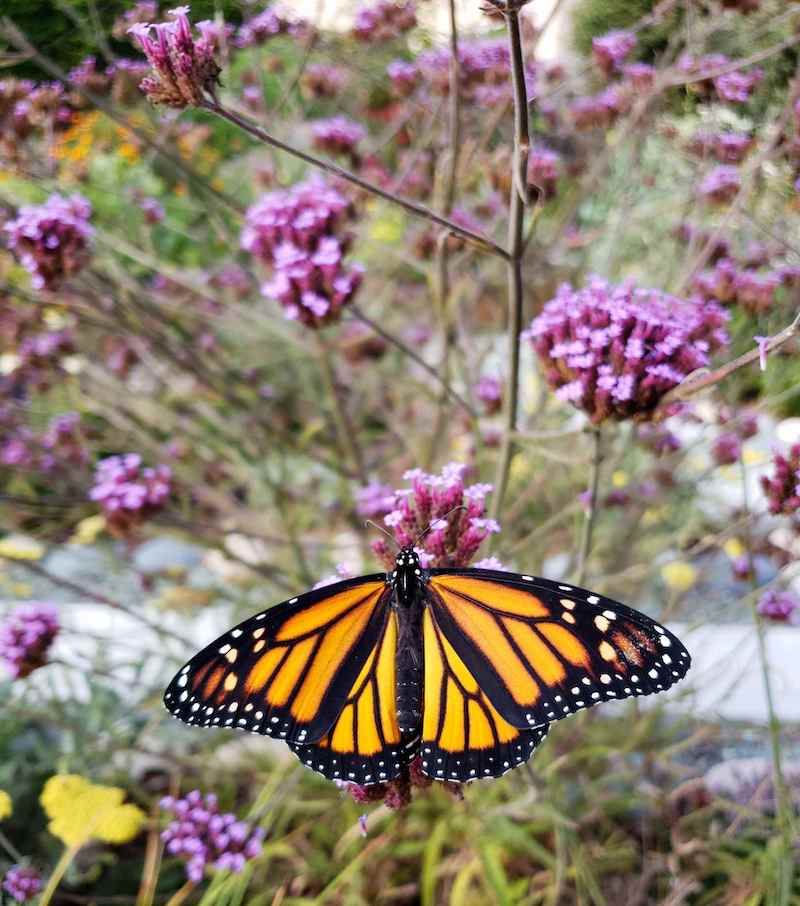 A monarch butterfly sits atop a small cluster of verbena flowers. The background consists of many stems from the verbena plant with clusters of purple flowers throughout the naked stalks. Deadheading verbena will extend their flowering season to make them great fall flowers. 