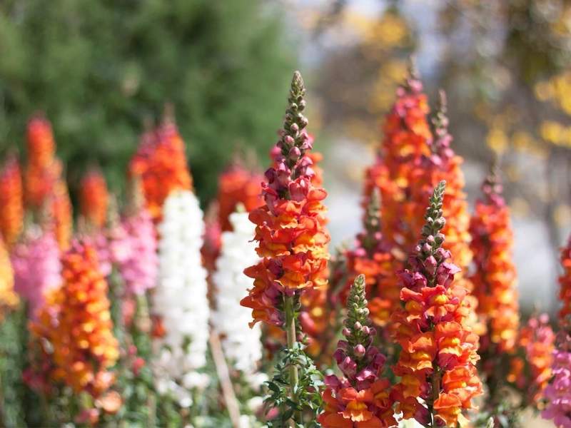 Snapdragons with tall erect blooms of orange, pink, red, and white. They flower from the bottom to the top of the stalk so the buds at the very top are still green before opening into a beautiful flower. A few of the flowers are in focus in the foreground while numerous spikes in the background are slightly blurry. 