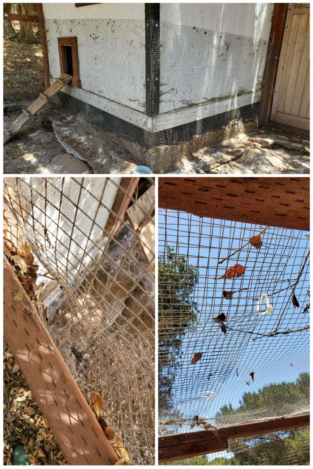 Homestead Update DeepCleaning the Chicken Coop Homestead and Chill