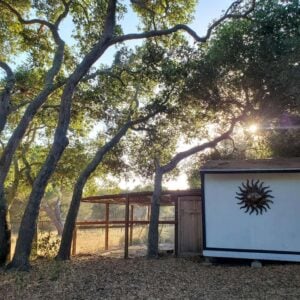 A white shed chicken coop has a large outdoor run made of lumber and hardware cloth attached to it. The coop and run are nestled under oak trees that are growing around all sides.