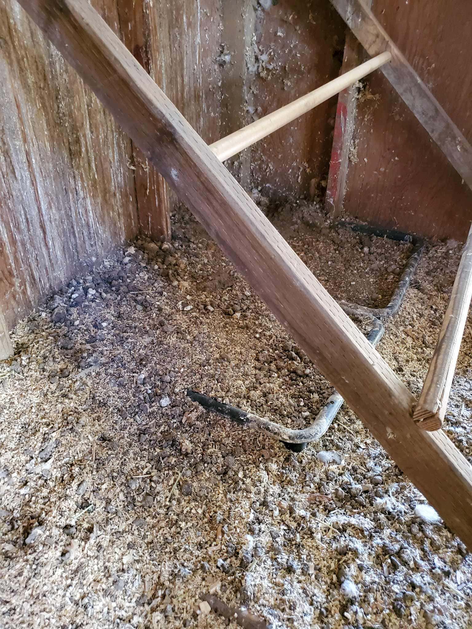 Homestead Update DeepCleaning the Chicken Coop Homestead and Chill