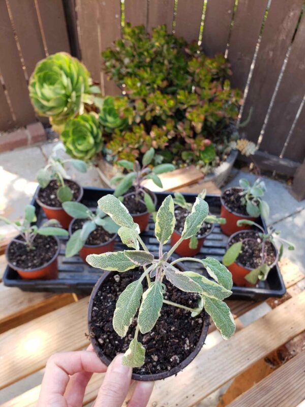 How to Propagate (Grow) Sage Cuttings in Water or Soil Homestead and