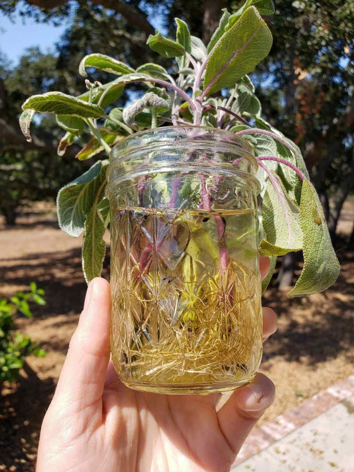 Saging Roots How to Propagate (Grow) Sage Cuttings in Water or Soil ~ Homestead and ...