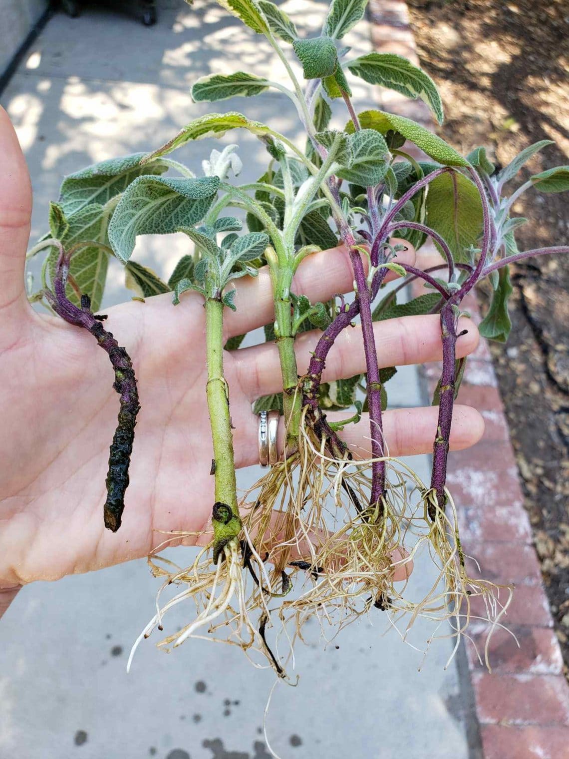 Sage Taproot How to Propagate (Grow) Sage Cuttings in Water or Soil ~ Homestead and ...