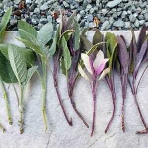 Green and purple sage cuttings are laid out on a concrete paver, the bottom half of the cuttings are stem only without any leaves.