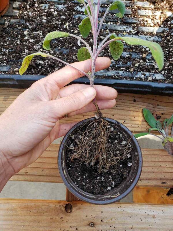 Sage Taproot How to Propagate (Grow) Sage Cuttings in Water or Soil ~ Homestead and ...
