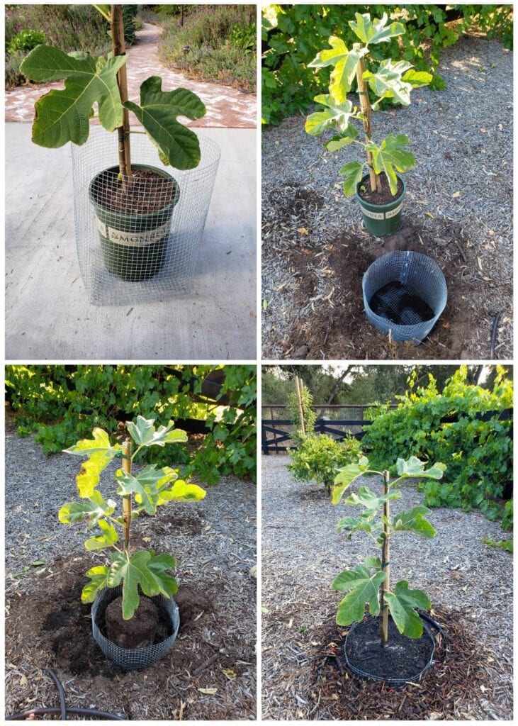 NonToxic Gopher Control How to GopherProof Your Garden Homestead