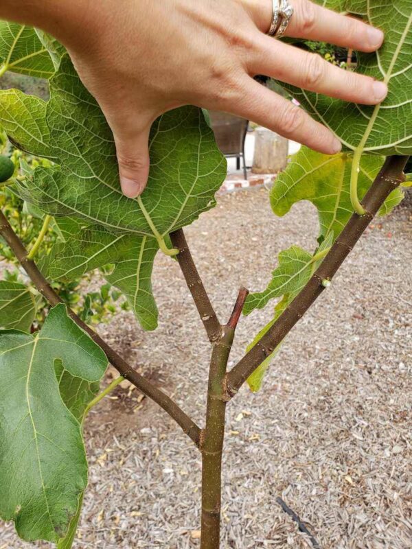 How to Grow Fig Trees Varieties, Planting, Care & Harvesting