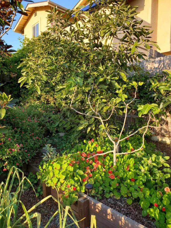 How to Grow Fig Trees Varieties, Planting, Care & Harvesting