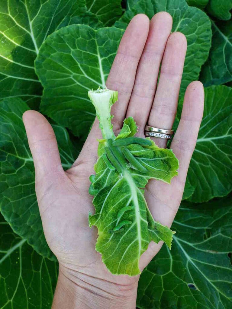 8 Organic Ways to Get Rid of Cabbage Worms & Cabbage Moths Homestead