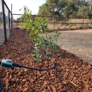 A hose end timer is connected to a faucet along a bark mulched border that is running along a fence line.