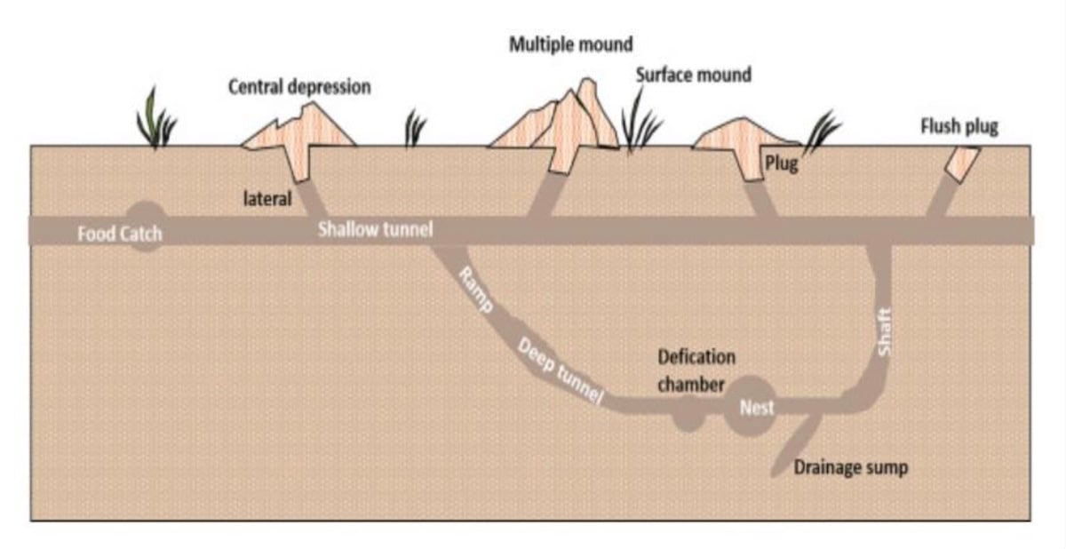 A diagram of an underground gopher tunnel network, showing shallow horizontal tunnels near the surface as well as larger living and eating chambers several feet below the soil, and many gopher mounds on the top soil surface
