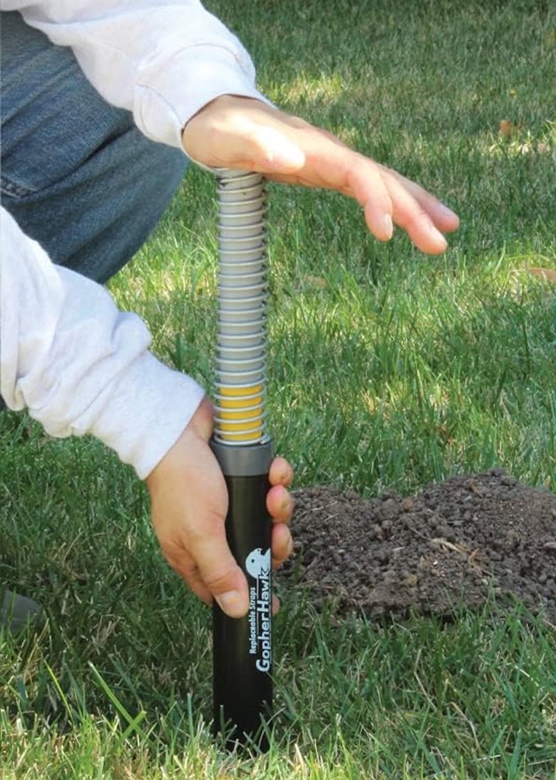 A person setting a gopher hawk trap into the ground with a gopher mound nearby