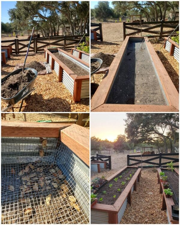 NonToxic Gopher Control How to GopherProof Your Garden Homestead