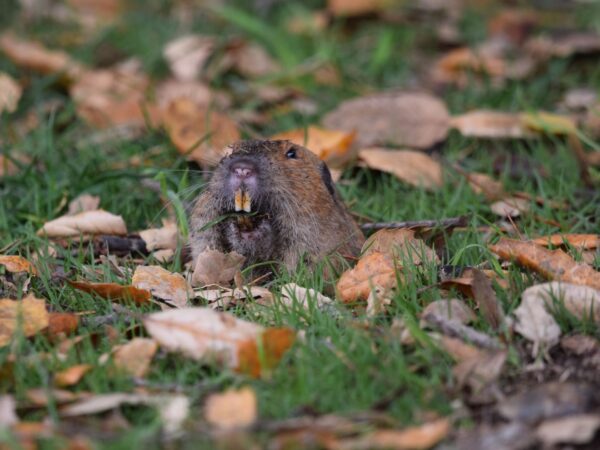 Non-Toxic Gopher Control: How to Keep Gophers Out of Your Garden ...