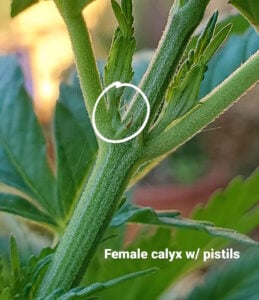 Sexing Cannabis: How to Tell the Difference Between Young Male vs