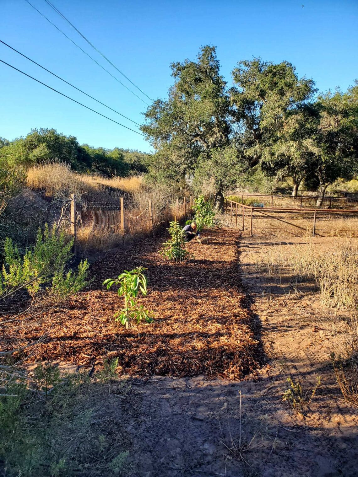 Homestead Update: Starting the New Garden ~ Homestead and Chill