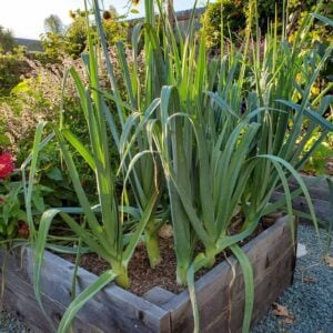 A raised garden bed full of growing leeks.