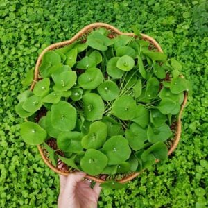 A small wicker basket is full of freshly harvested miners lettuce. Beyond is a swath of miners lettuce growing.