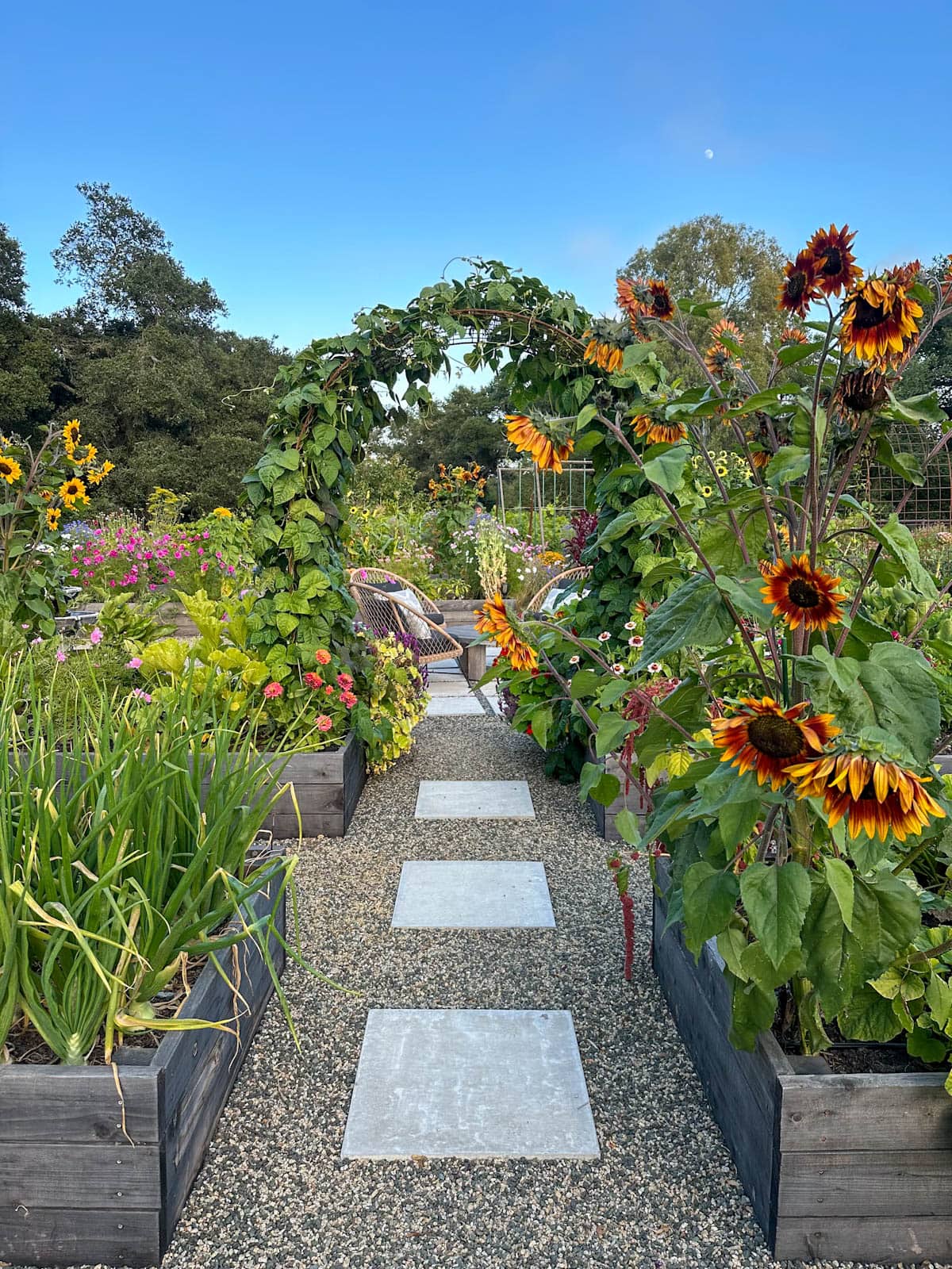 looking down a gravel pathway between rows of wooden raised garden beds, with an arched trellis full of beans at the end of the path. The wood beds are a faded natural grey color, full of flowers and vegetable plants