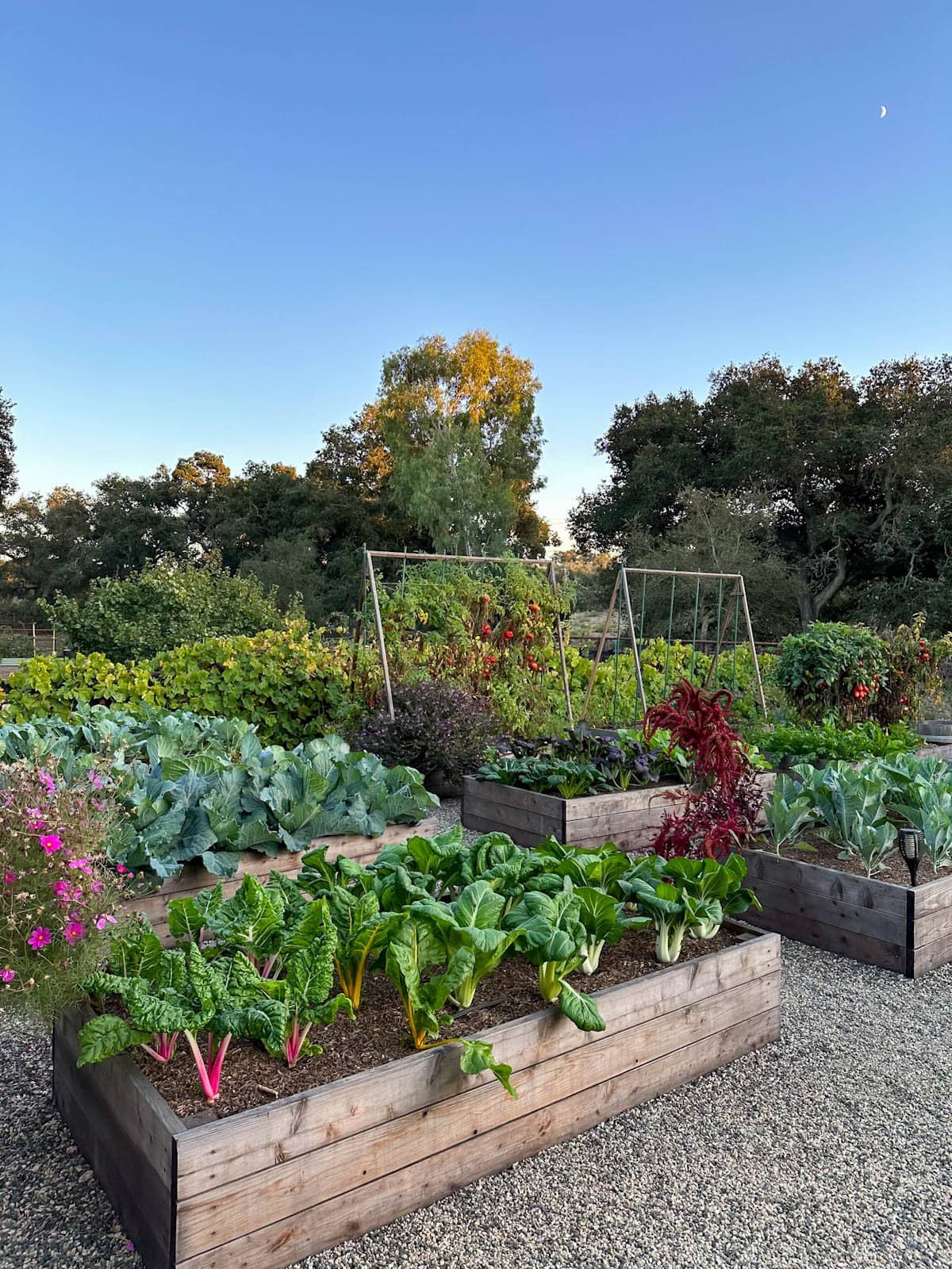 Several 18-inch tall wood raised garden beds full of leafy greens, cabbage, lettuce, broccoli, and one remaining tomato trellis from summer in the background. The beds are in excellent condition but are a faded grey color instead of bright new redwood