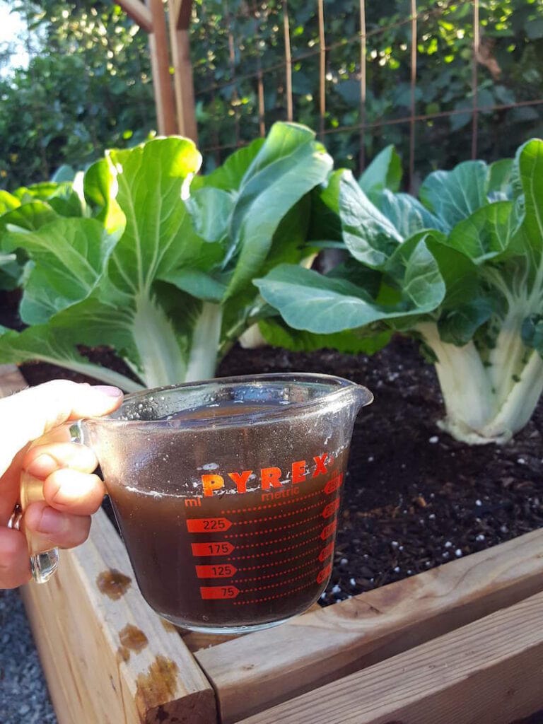 DeannaCat holding a 2 cup pyrex liquid measuring cup full of compost tea in front of a raised garden bed with mature bok choy plants growing in it.