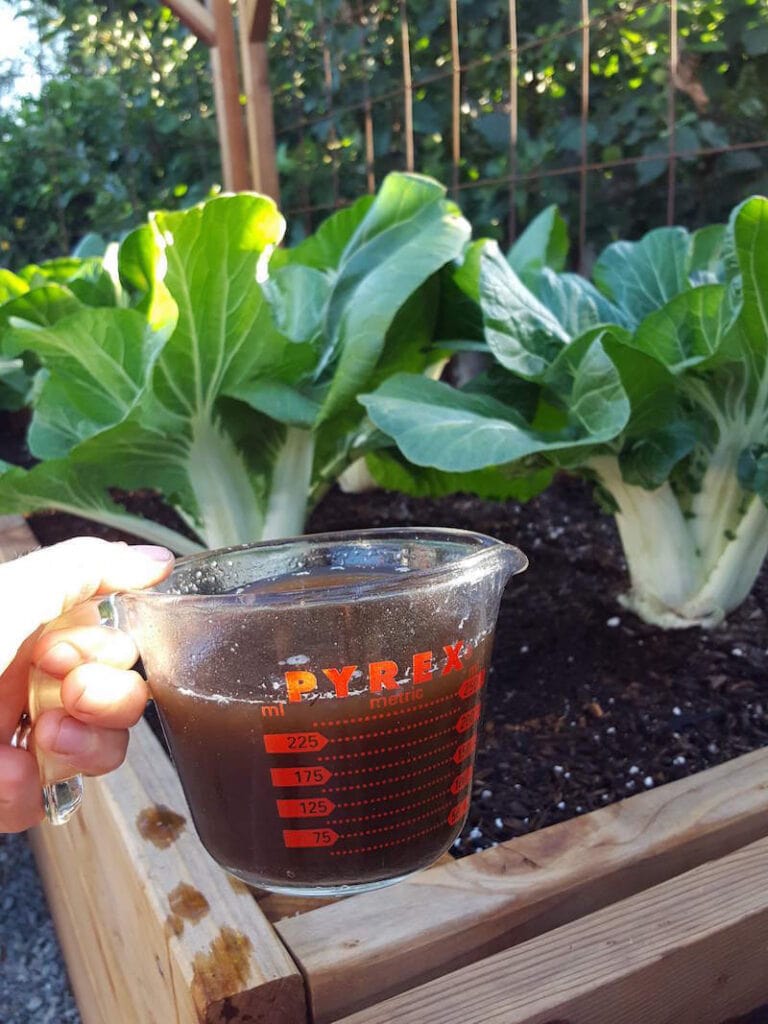 DeannaCat holding a 2 cup pyrex liquid measuring cup full of compost tea in front of a raised garden bed with mature bok choy plants growing in it. 