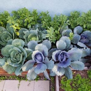 A row of red and green cabbage are growing in a raised bed. A row of fava beans are growing up behind the row of cabbage.