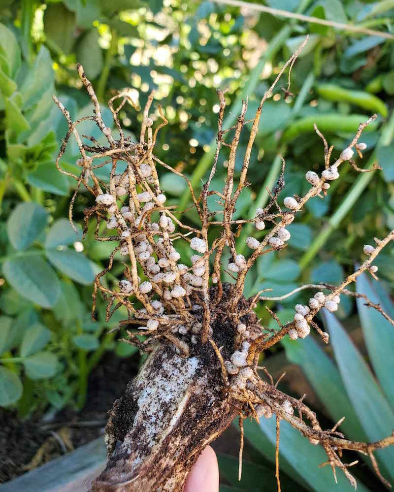 The roots of a fava bean plant are shown, many nitrogen nodules which look like white balls are affixed to the roots themselves.