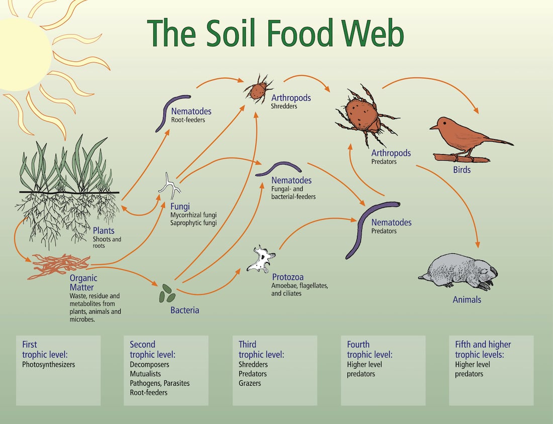 A graphic of the soil food web illustrating how organic matter, bacteria, fungi, nematodes, protozoa, anthropods, birds, and animals interact with each other to form a symbiotic relationship.